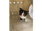 Adopt Cookie a Domestic Short Hair