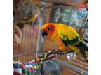Adopt Kona a Conure