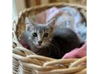 Adopt Giselle--In Foster a Domestic Short Hair