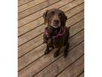 Adopt Abbey - Adoption Pending! a German Shorthaired Pointer