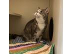Adopt Tallulah a Domestic Short Hair