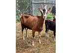 Adopt Nina a Goat
