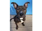 Adopt Fudge a Terrier, Pharaoh Hound