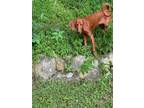 Adopt Stella a Labrador Retriever, Standard Poodle