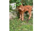 Adopt Rosie a Labrador Retriever, Standard Poodle