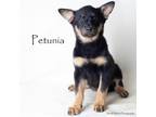 Adopt Petunia a Australian Kelpie, Mixed Breed