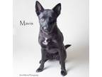 Adopt Mavis a Shepherd, Mixed Breed