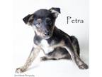Adopt Petra a Australian Kelpie, Mixed Breed