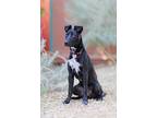 Adopt Mizu a Labrador Retriever, Australian Cattle Dog / Blue Heeler