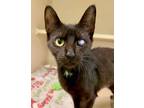Adopt Celeste a Domestic Short Hair