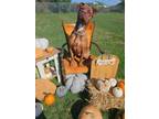 Adopt Reba a Pit Bull Terrier, Mixed Breed