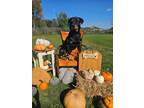 Adopt Trisha a Rottweiler, Mixed Breed