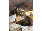 Adopt Lilly a Domestic Short Hair