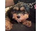 Adopt Bambi a Cavalier King Charles Spaniel, Bichon Frise