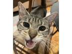 Adopt Liza a American Shorthair
