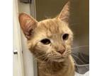 Adopt Mango a Domestic Short Hair