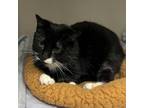 Adopt Stormy a Domestic Short Hair