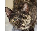 Adopt Clarice a Domestic Short Hair