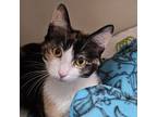 Adopt Pudding a Domestic Short Hair