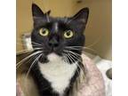 Adopt Daffodil a Domestic Short Hair