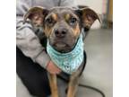 Adopt Stream a Shepherd, Pit Bull Terrier
