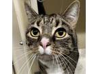Adopt Joey a Domestic Short Hair