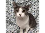 Adopt Olive a Domestic Short Hair