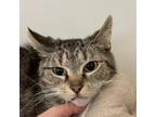 Adopt Pretty Girl a Domestic Short Hair