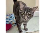 Adopt Rita a Domestic Short Hair