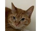 Adopt Meredith a Domestic Short Hair