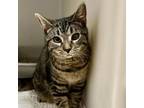 Adopt Noodles a Domestic Short Hair