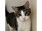 Adopt Sunshine a Domestic Short Hair