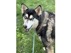 Adopt Azeri a Siberian Husky