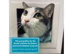 Adopt Hecata a Domestic Short Hair