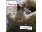 Adopt Frozen Cabana Princess a Calico