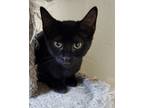 Adopt Mercedes a Domestic Short Hair