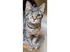 Adopt Salem a Domestic Short Hair