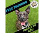Adopt Peas a Pit Bull Terrier