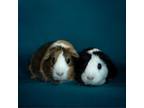 Adopt Star a Guinea Pig