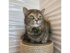 Adopt Golden Oreo a Domestic Long Hair