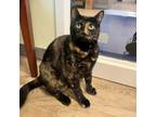 Adopt Roselia a Domestic Short Hair