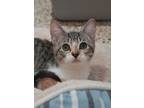 Adopt Doxy 52875 a Domestic Short Hair