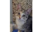 Adopt Terra 52876 a Domestic Short Hair