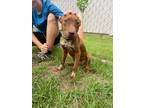 Adopt Avery a Labrador Retriever