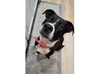 Adopt Sadie - $25 Fostered a Pit Bull Terrier, Mixed Breed