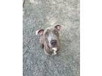 Adopt Patty a Weimaraner, Mixed Breed