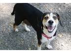 Adopt Riley a Beagle, Mixed Breed
