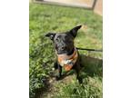 Adopt Clarabelle a Pit Bull Terrier