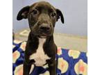 Adopt Brynn a Mixed Breed