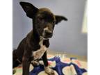 Adopt Brie a Mixed Breed
